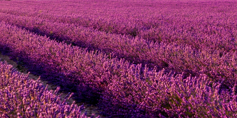 Lavande / Lavender